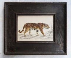 Original Antique Framed Print of A Jaguar, 1847