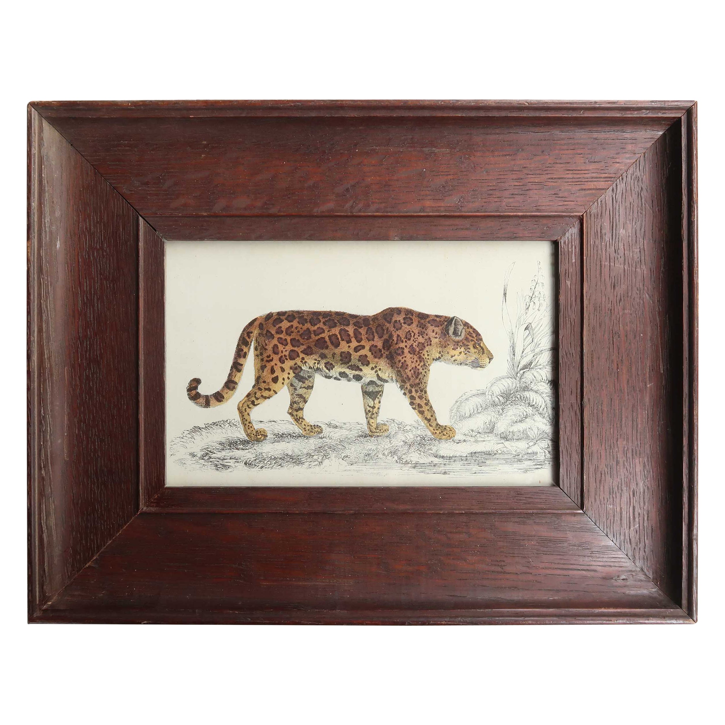 Original-Antikdruck eines Jaguars in Rahmen, 1847
