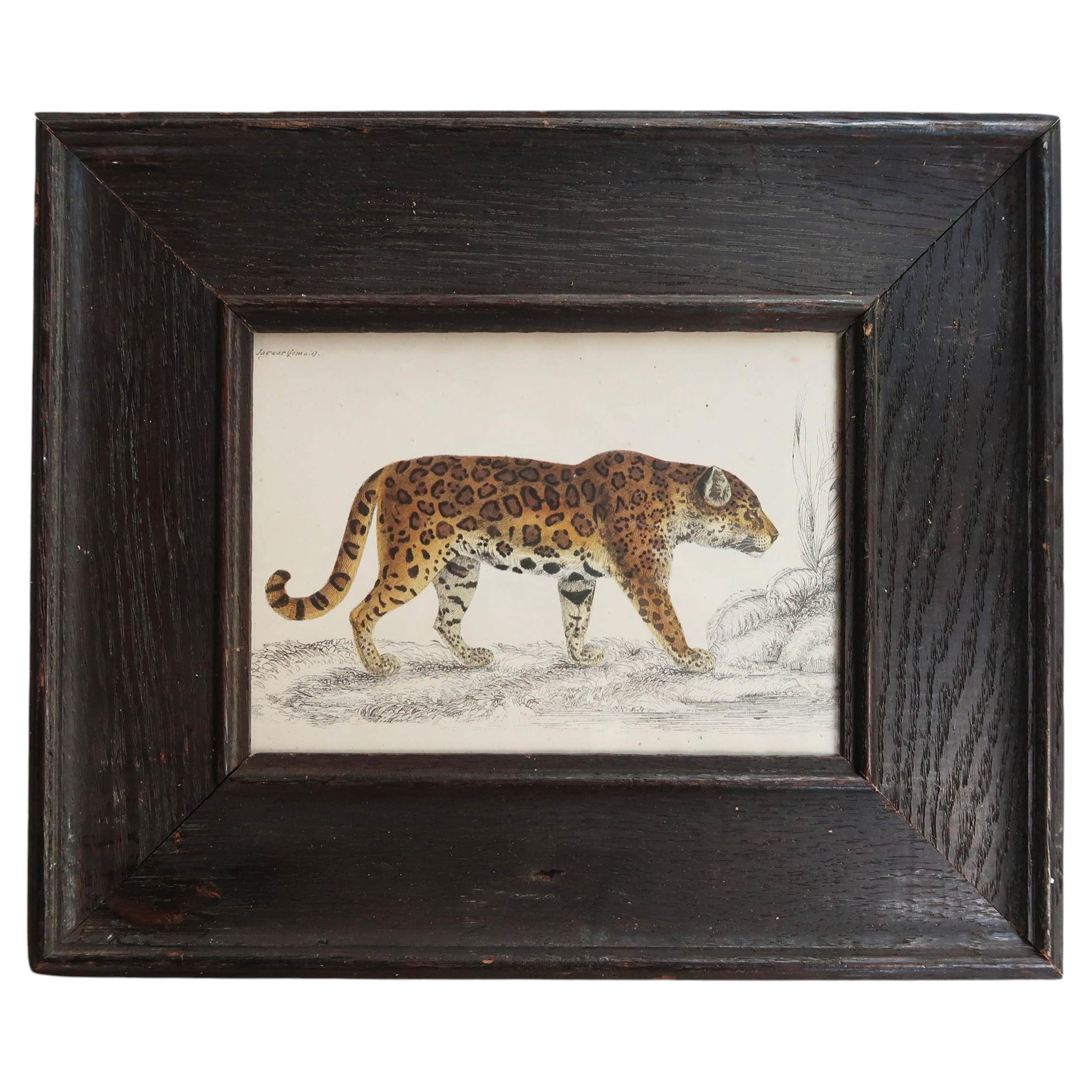 Original Antique Framed Print of A Jaguar, 1847