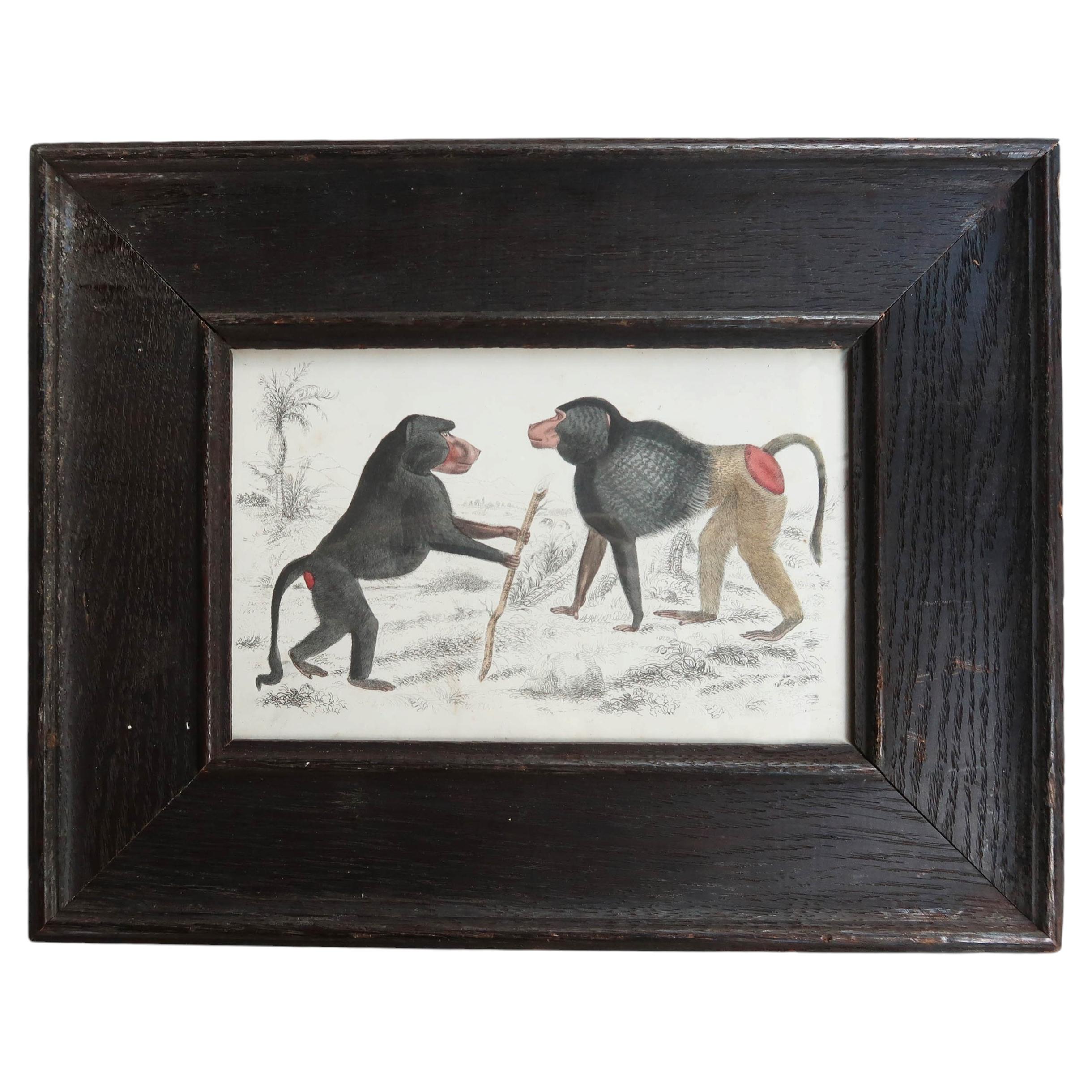 Original-Antikdruck mit Rahmen: Paviane, 1847 im Angebot