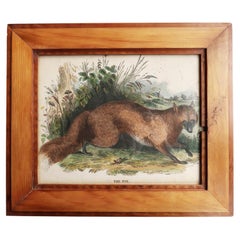 Original Antique Framed Print of A Fox,  circa 1840