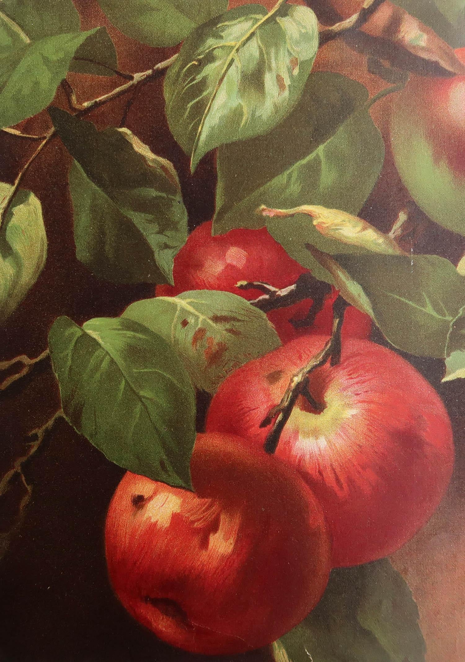Great image of apples

Chromo-lithograph

Published by Edward Arnold. circa 1860

Unframed. It gives you the option of perhaps making a set up using your own choice of frames.














