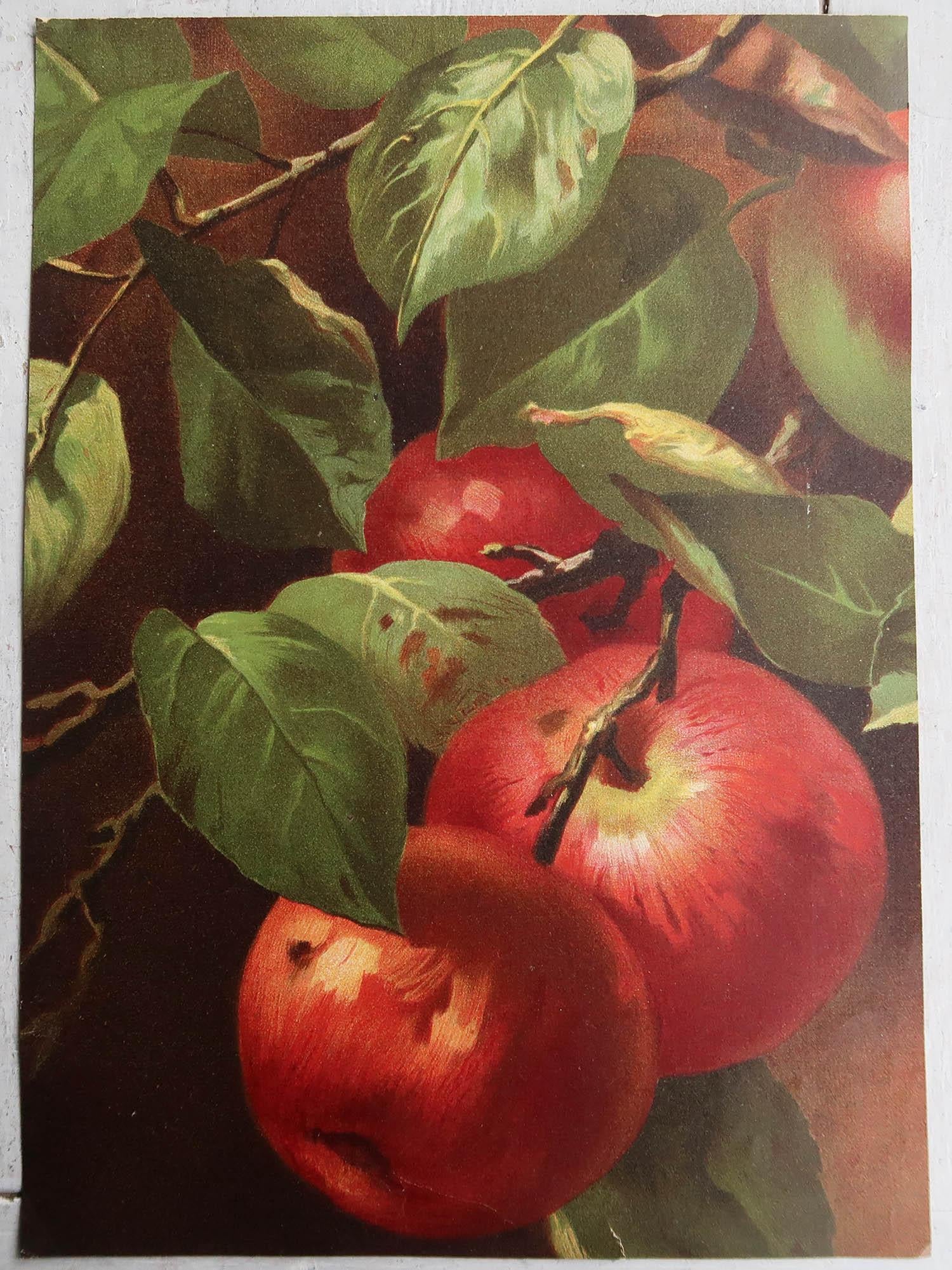 Victorian Original Antique Fruit Print, Apples, Arnold, circa 1860 For Sale