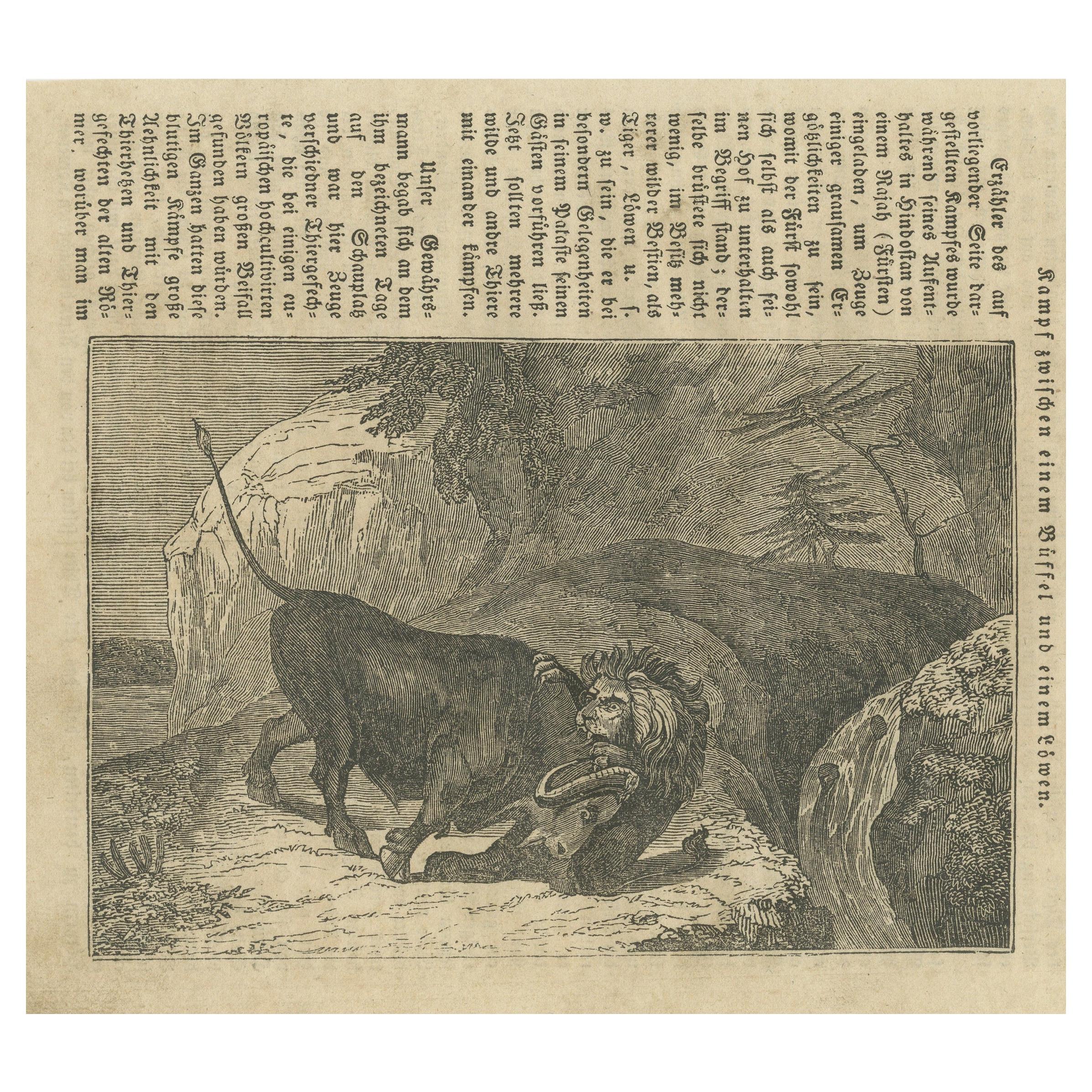 Original Antique German Print of Fight Between Buffalo and Lion