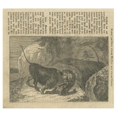 Original Antique German Print of Fight Between Buffalo and Lion