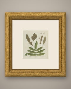 Original Antique Hand-Colored Botanical Fern Engraving, Danaea nodosa, 1806-1809