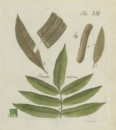 Original Antique Hand-Colored Botanical Fern Engraving, Danaea nodosa, 1806-1809
