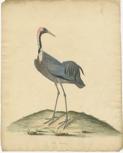 Originaler antiker handkolorierter Kupferstich eines Cranes, 1794