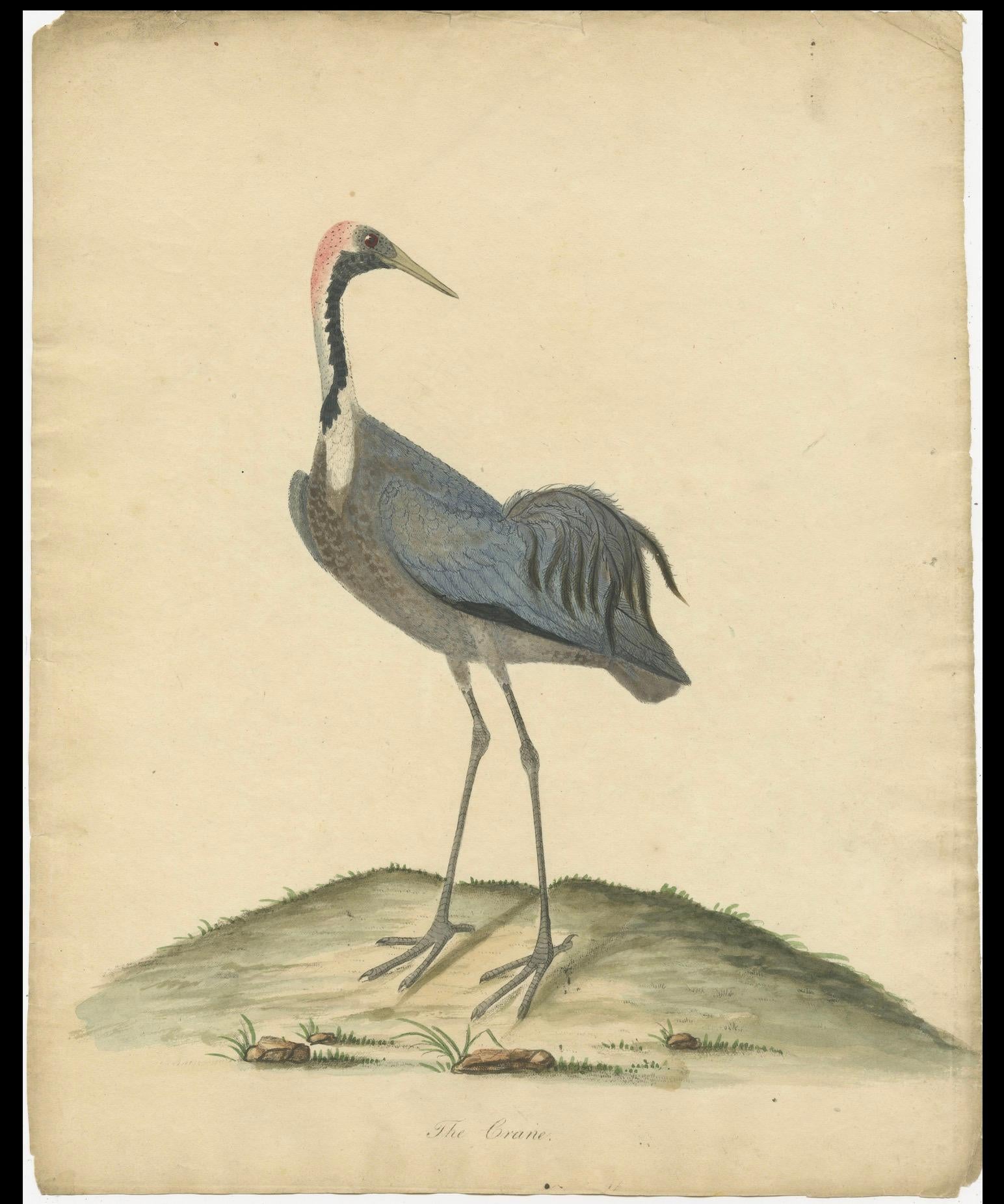 Engraved Original Antique Hand-colored Copperplate Engraving of a Crane, 1794 For Sale