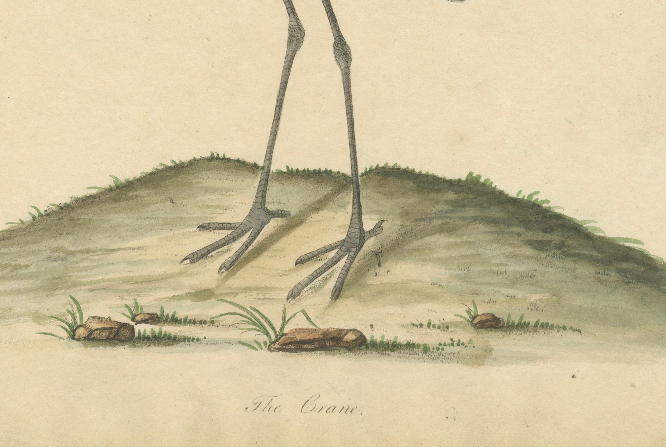 Original Antique Hand-colored Copperplate Engraving of a Crane, 1794 In Good Condition For Sale In Langweer, NL