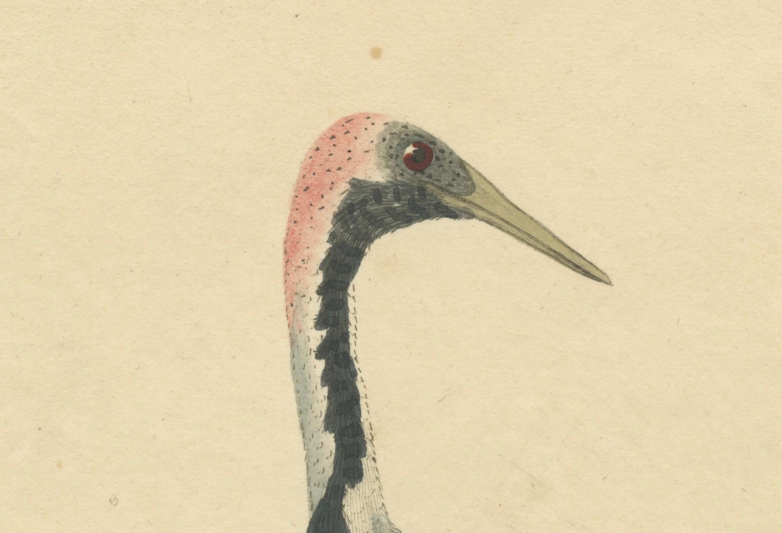Paper Original Antique Hand-colored Copperplate Engraving of a Crane, 1794 For Sale