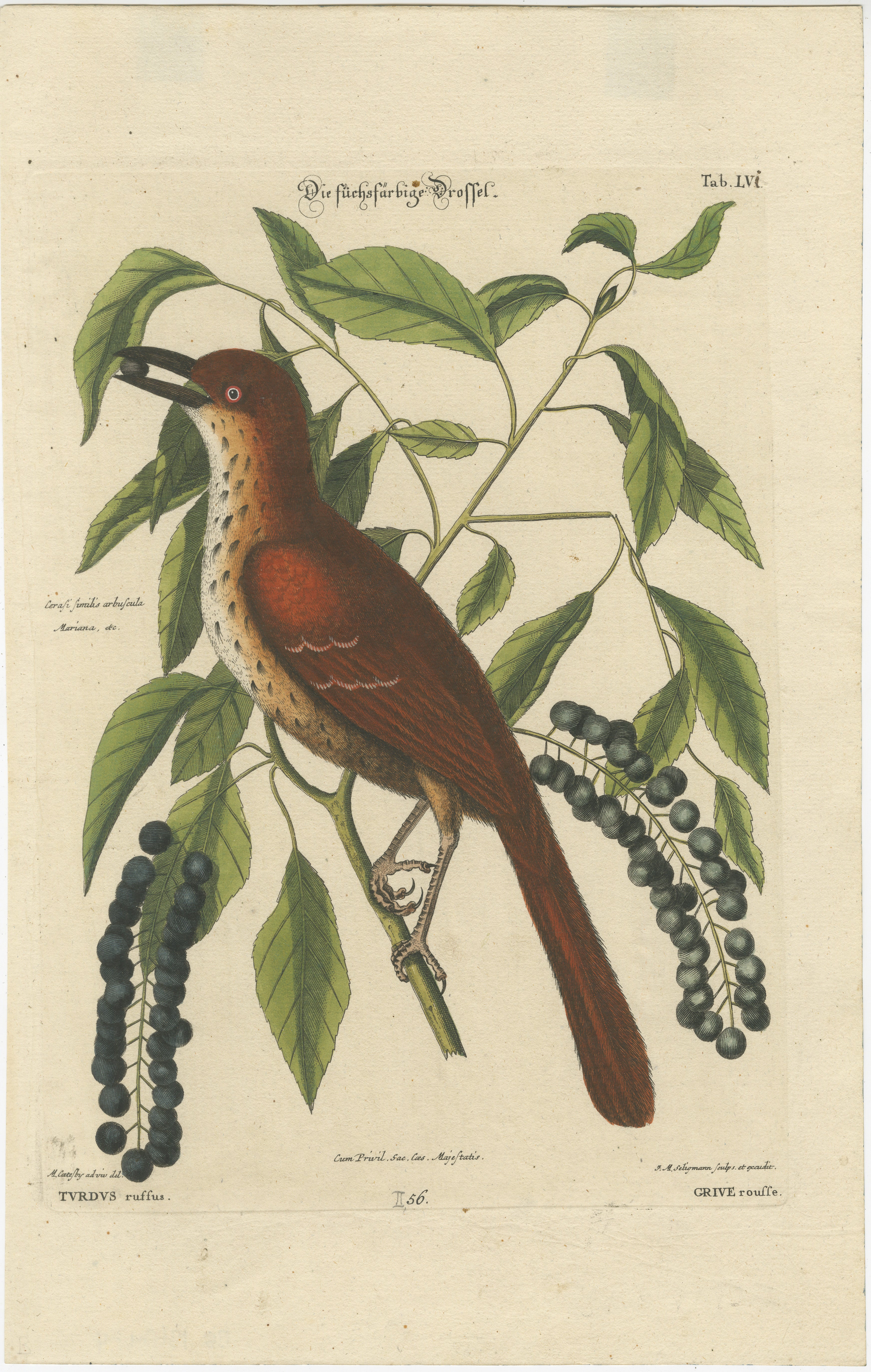 A beautiful hand-colored engraving from Johann Michael Seligmann's collection, which was based on the earlier works of George Edwards. 

The text on this image is in German, Latin, and French, which were commonly used languages in scientific texts