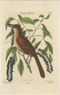 Original Antique Hand-Colored Engraving of The Fox-Colored Thrush, 1749