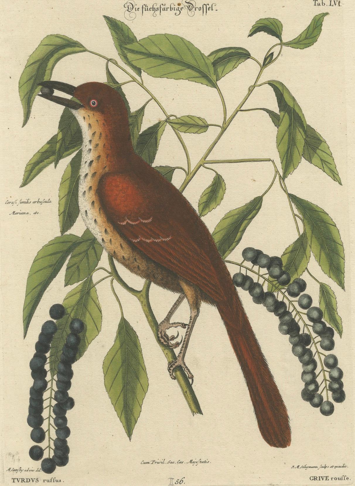 Engraved Original Antique Hand-Colored Engraving of The Fox-Colored Thrush, 1749 For Sale