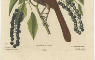 Original Antique Hand-Colored Engraving of The Fox-Colored Thrush, 1749, view 4
