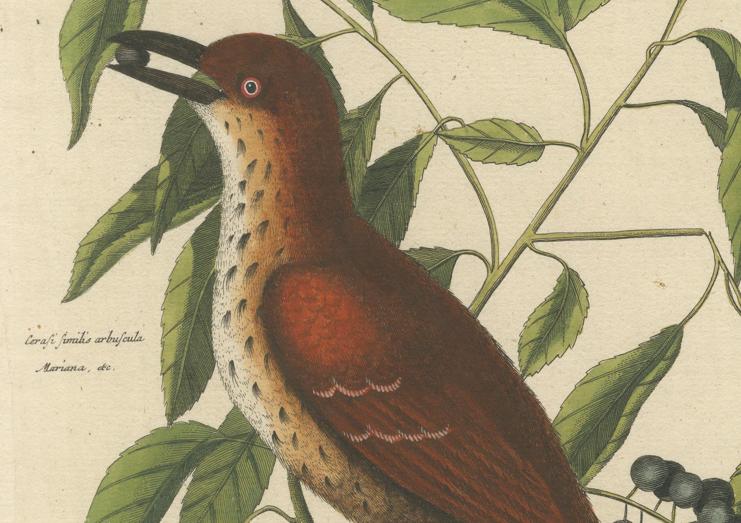 Mid-18th Century Original Antique Hand-Colored Engraving of The Fox-Colored Thrush, 1749 For Sale