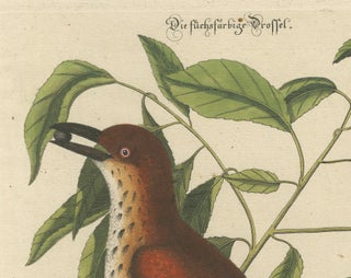 Original Antique Hand-Colored Engraving of The Fox-Colored Thrush, 1749, view 6