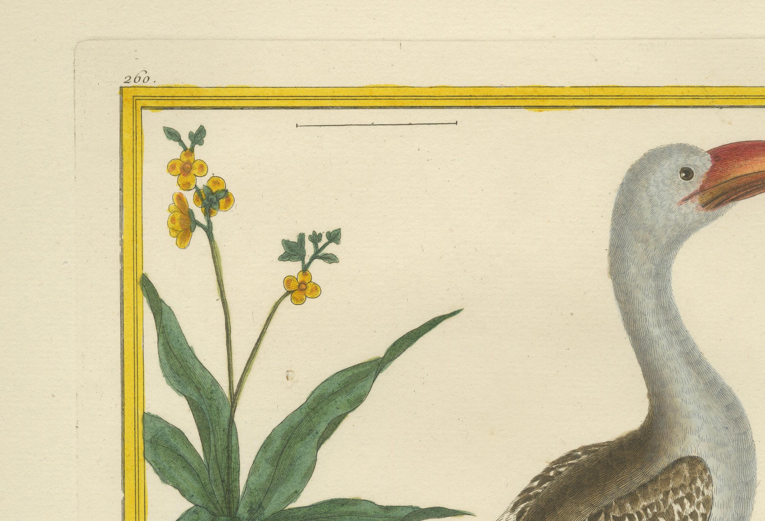Dieser echte antike Stich ist eine Illustration eines Vogels, der als 