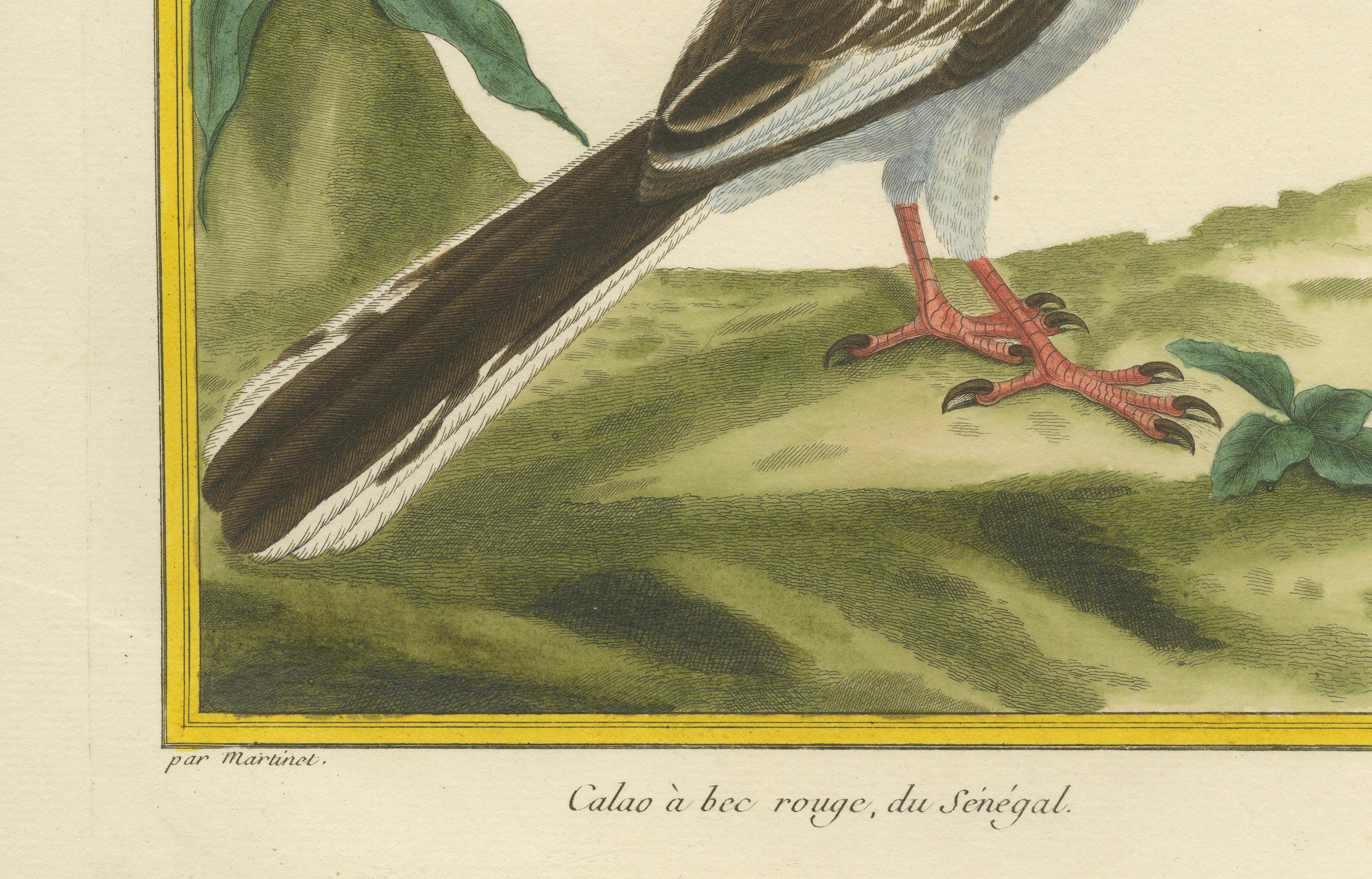 Originaler antiker handkolorierter Kupferstich des Rotschnabeltoko, um 1770 (Graviert) im Angebot