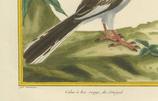 Original Antique Hand-Colored Engraving of the Red-billed Hornbill, circa 1770, view 3