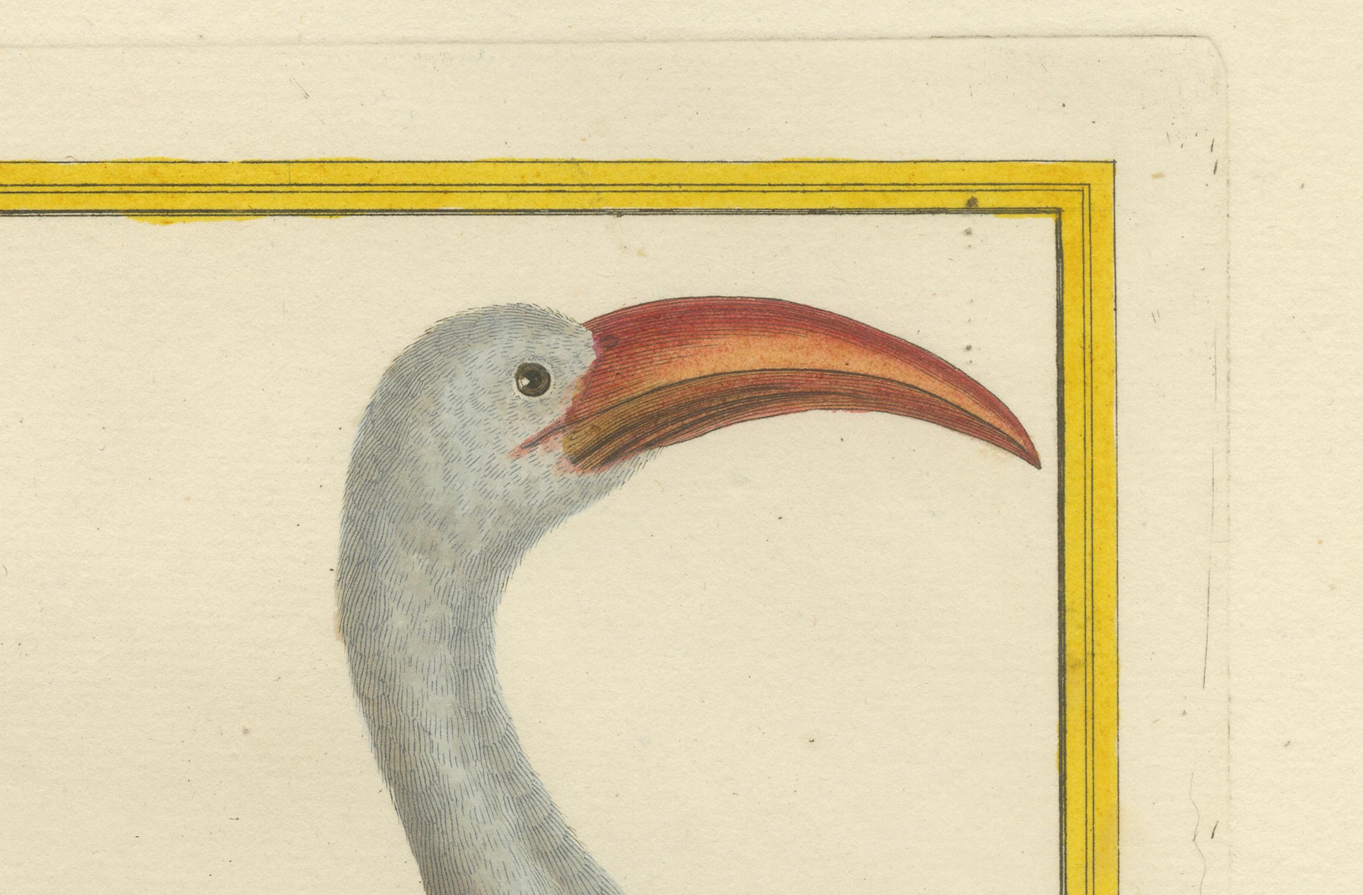 Originaler antiker handkolorierter Kupferstich des Rotschnabeltoko, um 1770 im Zustand „Hervorragend“ im Angebot in Langweer, NL