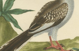 Original Antique Hand-Colored Engraving of the Red-billed Hornbill, circa 1770, view 5