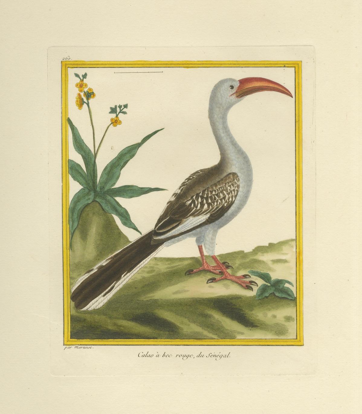 Originaler antiker handkolorierter Kupferstich des Rotschnabeltoko, um 1770 (Papier) im Angebot
