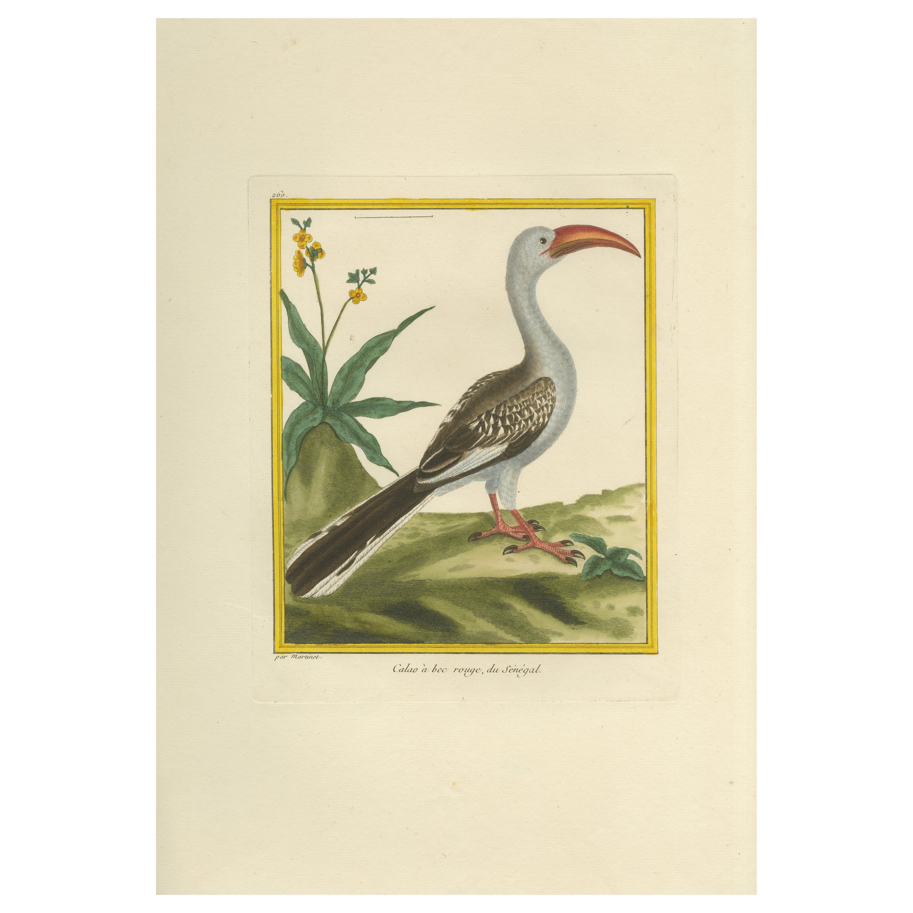 Gravure ancienne originale coloriée à la main du calao à bec rouge, vers 1770
