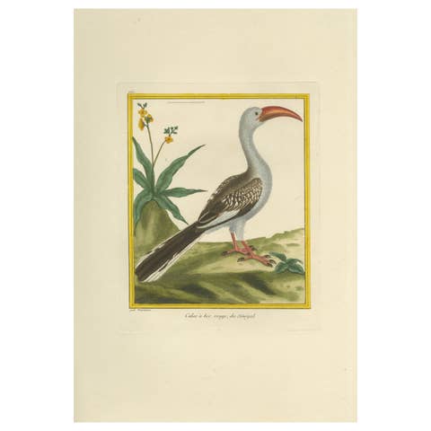 Original Antique Hand-Colored Engraving of the Red-billed Hornbill, circa 1770