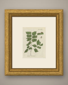 Original Antique Hand-Colored Fern Engraving, Adiantum rhomboideum, 1806-1809