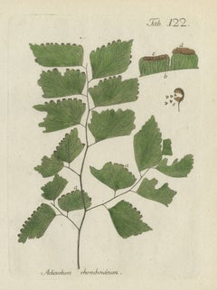 Original Antique Hand-Colored Fern Engraving, Adiantum rhomboideum, 1806-1809