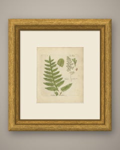 Original Antique Hand-Colored Fern Engraving, Aspidium apiifolium, 1806-1809