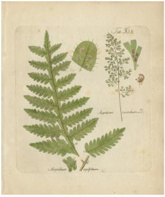 Original Antique Hand-Colored Fern Engraving, Aspidium apiifolium, 1806-1809