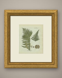 Original Antique Hand-Colored Fern Engraving, Aspidium molle, 1806-1809