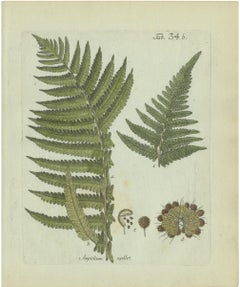 Original Antique Hand-Colored Fern Engraving, Aspidium molle, 1806-1809