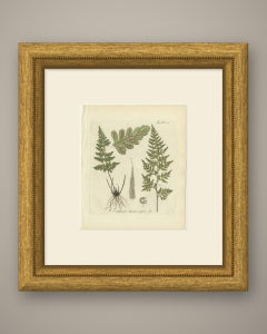 Original Antique Hand-Colored Fern Engraving, Black Spleenwort, 1806-1809