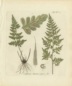 Original Antique Hand-Colored Fern Engraving, Black Spleenwort, 1806-1809