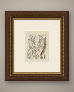Original Antique Hand-Colored Fern Engraving by Schkuhr, Coral Fern, 1806-1809