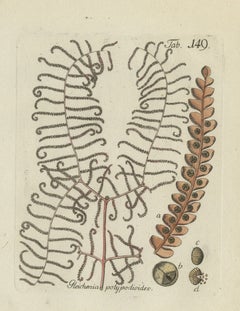Original Antique Hand-Colored Fern Engraving by Schkuhr, Coral Fern, 1806-1809