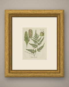 Original Antique Hand-Colored Fern Engraving, Davallia solida, 1806-1809