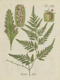 Original Antique Hand-Colored Fern Engraving, Davallia solida, 1806-1809