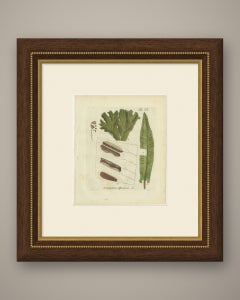 Original Antique Hand-Colored Fern Engraving, Hart's Tongue Fern, 1806-1809