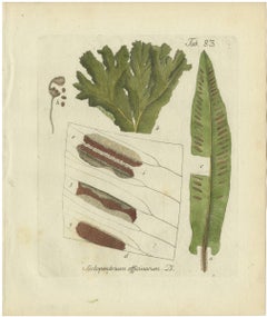Original Antique Hand-Colored Fern Engraving, Hart's Tongue Fern, 1806-1809