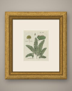 Original Antique Hand-Colored Fern Engraving, Northern Maidenhair, 1806-1809