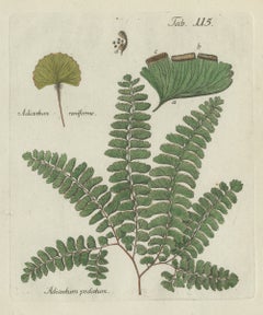 Original Antique Hand-Colored Fern Engraving, Northern Maidenhair, 1806-1809