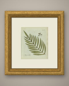 Original Antique Hand-Colored Fern Engraving, Polypodium dissimile, 1806-1809