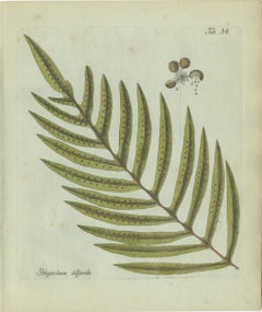 Original Antique Hand-Colored Fern Engraving, Polypodium dissimile, 1806-1809