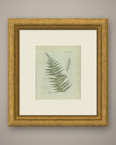 Original Antique Hand-Colored Fern Engraving, Polypodium griseum, 1806-1809