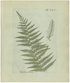 Original Antique Hand-Colored Fern Engraving, Polypodium griseum, 1806-1809