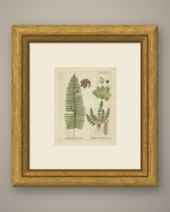 Original Antique Hand-Colored Fern Engraving, Polypodium pectinatum, 1806-1809